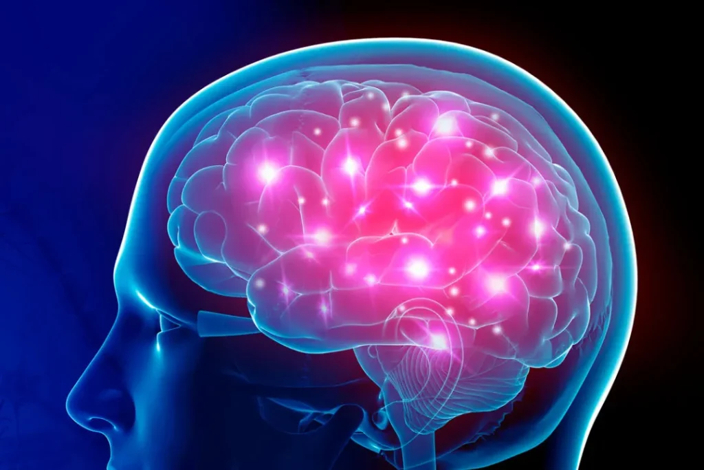 human brain structure. 