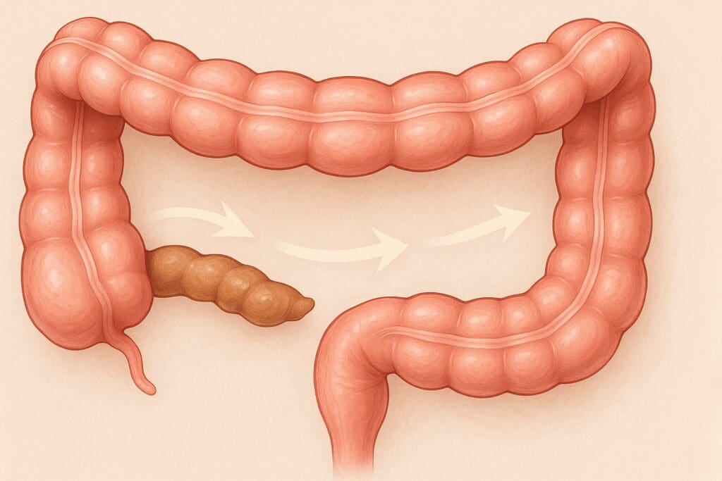 Cross-section of a healthy large intestine showing smooth stool flow and peristalsis, illustrating how do you know if probiotics are working.